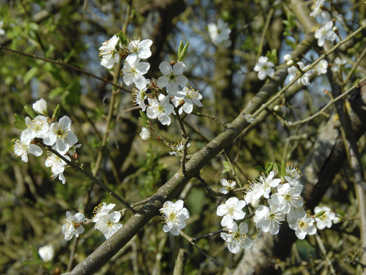 Blüte Vogelkirsche