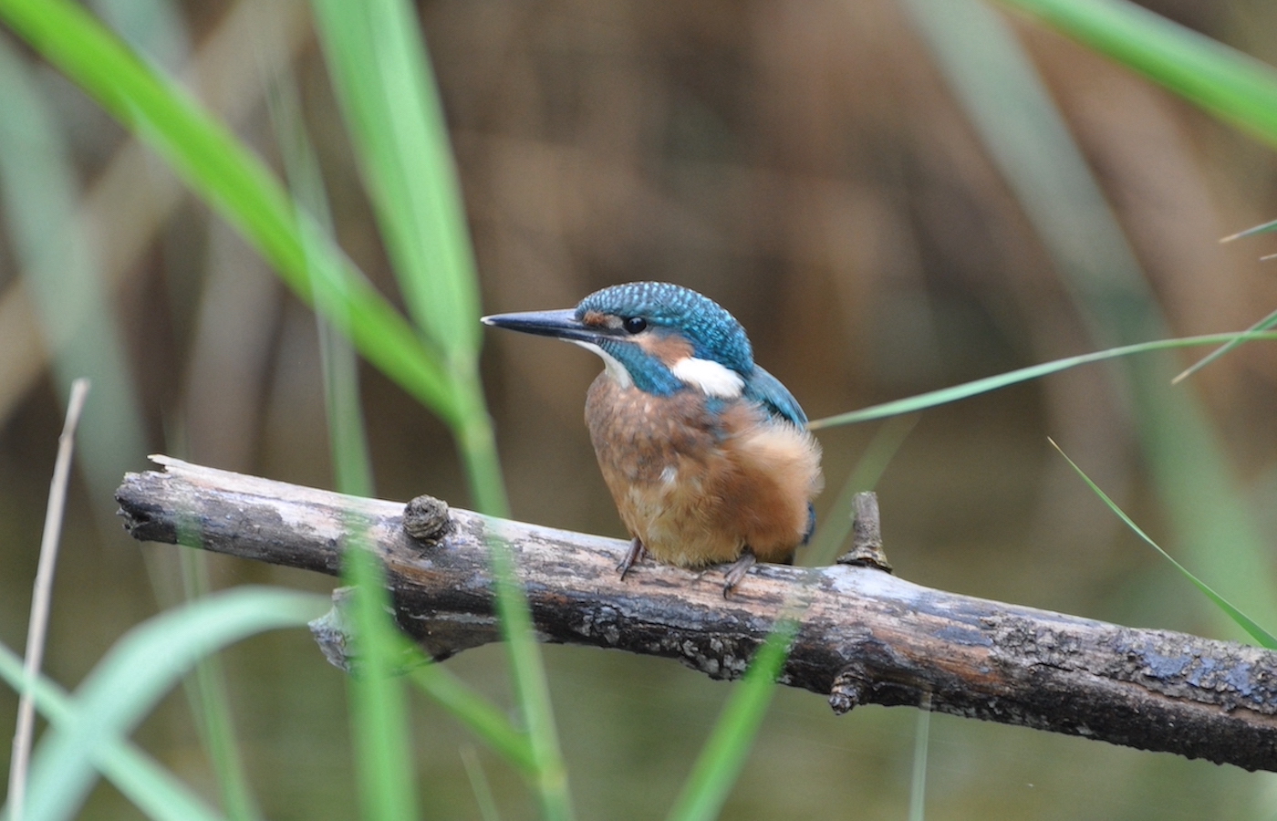 Junger Eisvogel