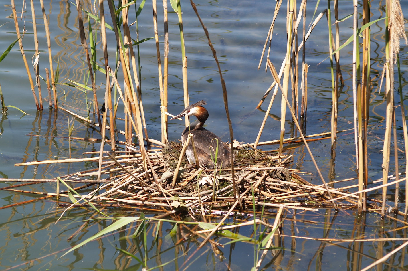 Haubentaucher auf Schwimmnest