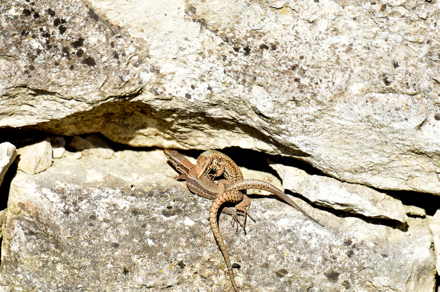 Mauereidechsen bei der Paarung
