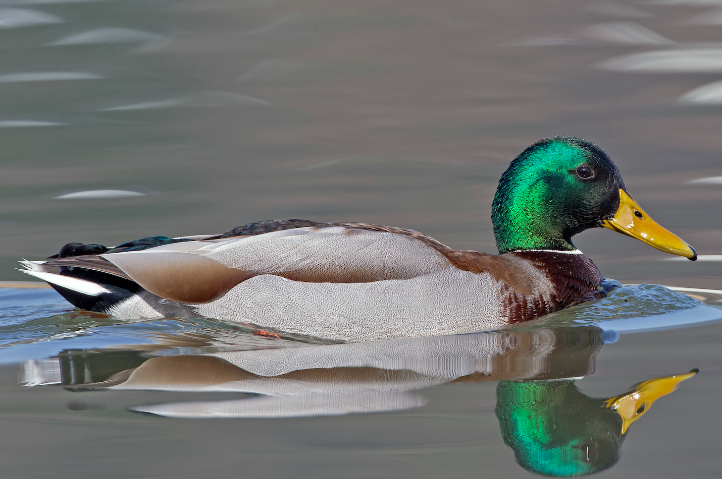 Stockente im Prachtkleid