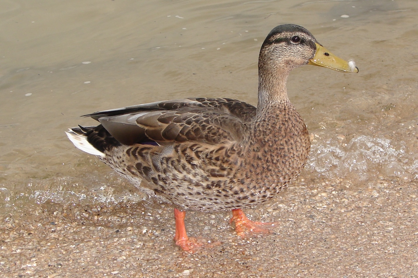 Stockente im Schlichtkleid