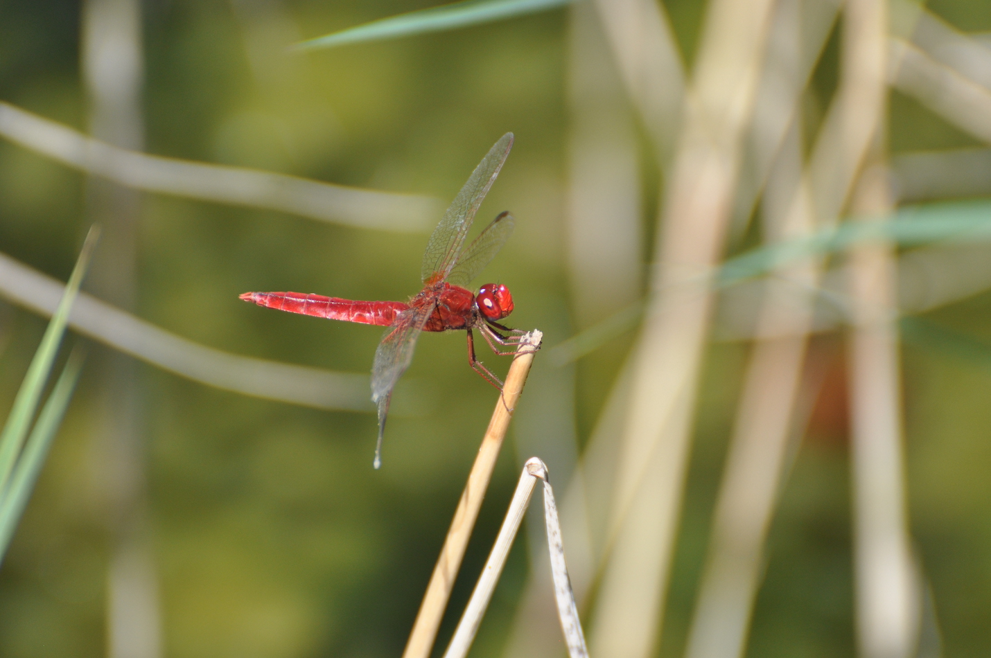 Feuerlibelle