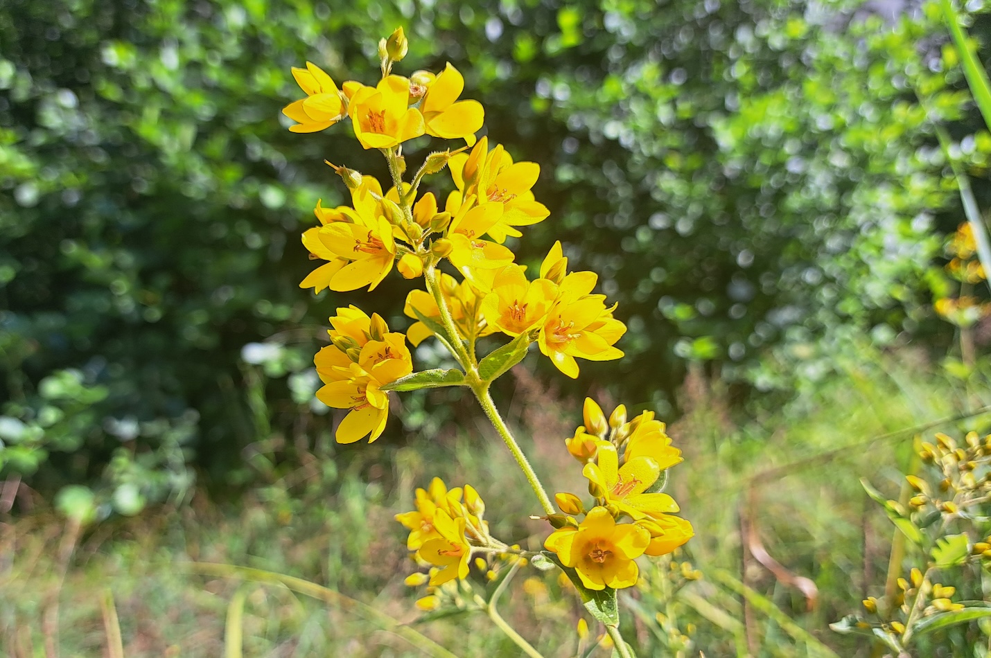 Gewöhnlicher Gilbweiderich