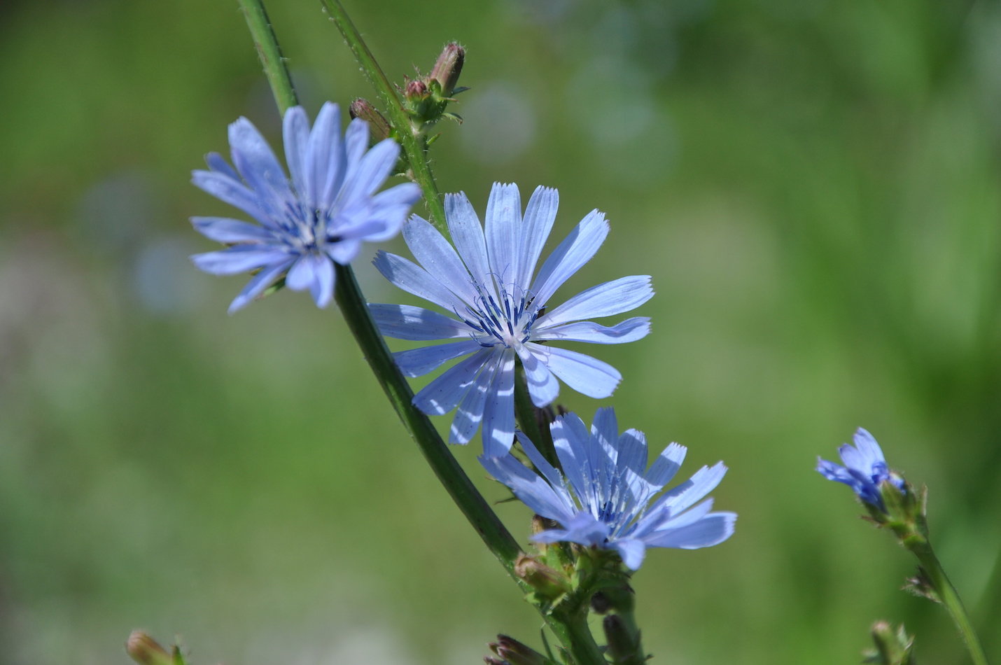 Wegwarte