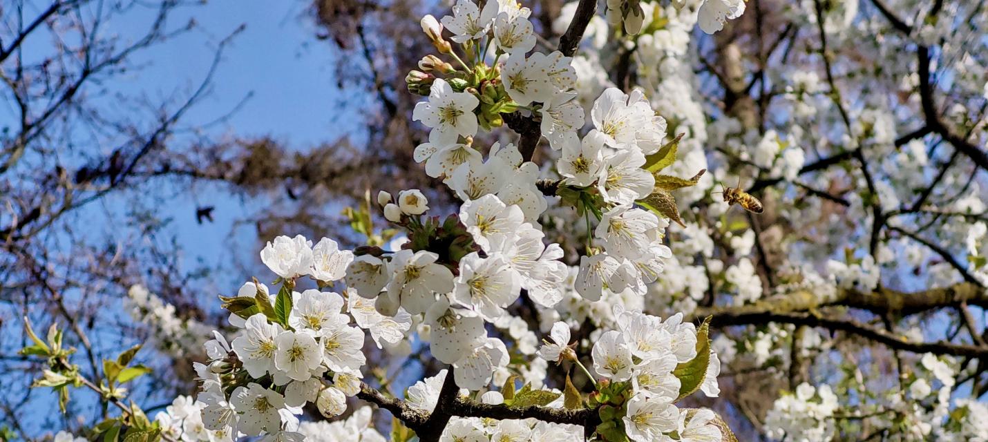 Blüten Vogelkirsche