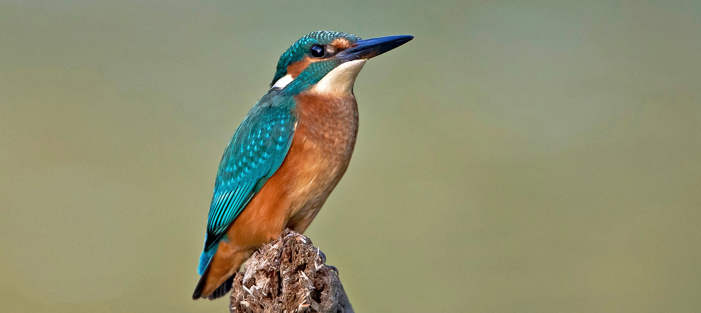 Eisvogel