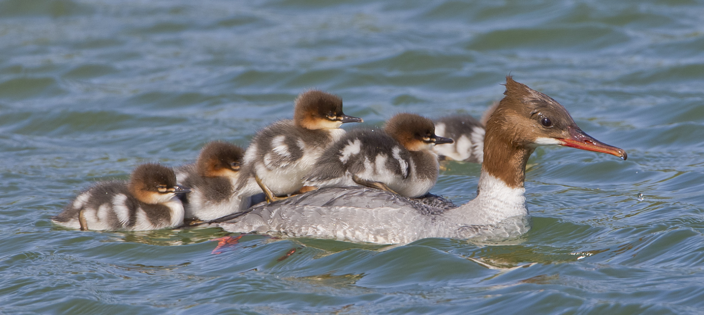 Gänsesäger mit Jungen