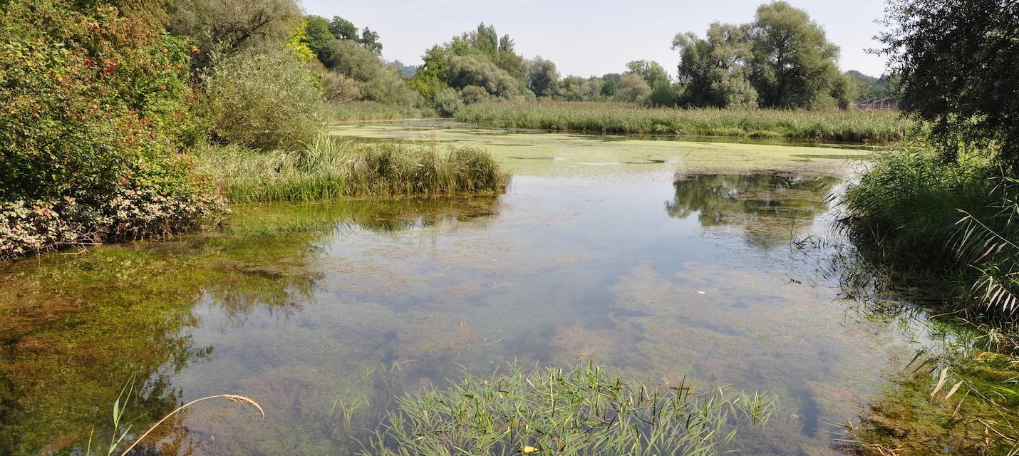 Blick ins Gippinger Grien