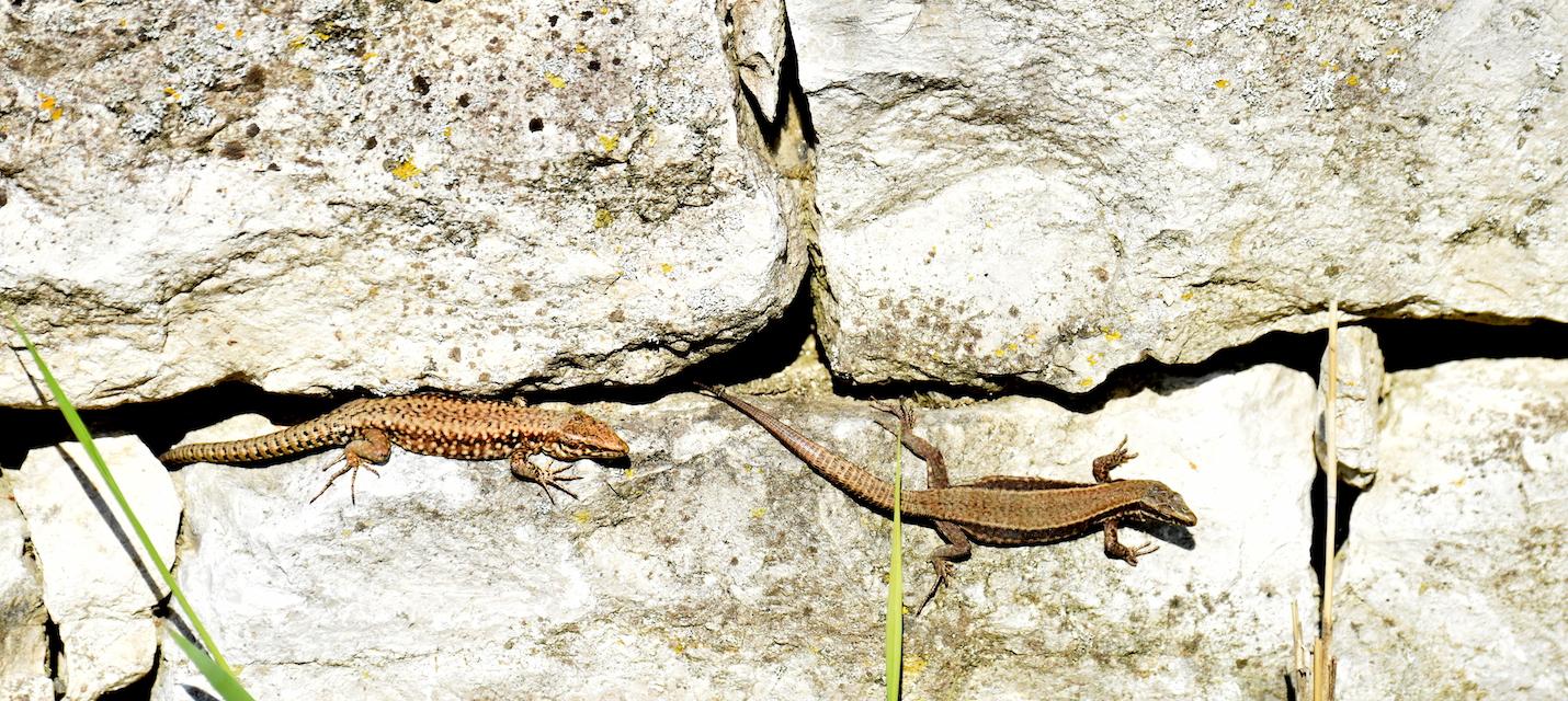 Weibchen und Männchen