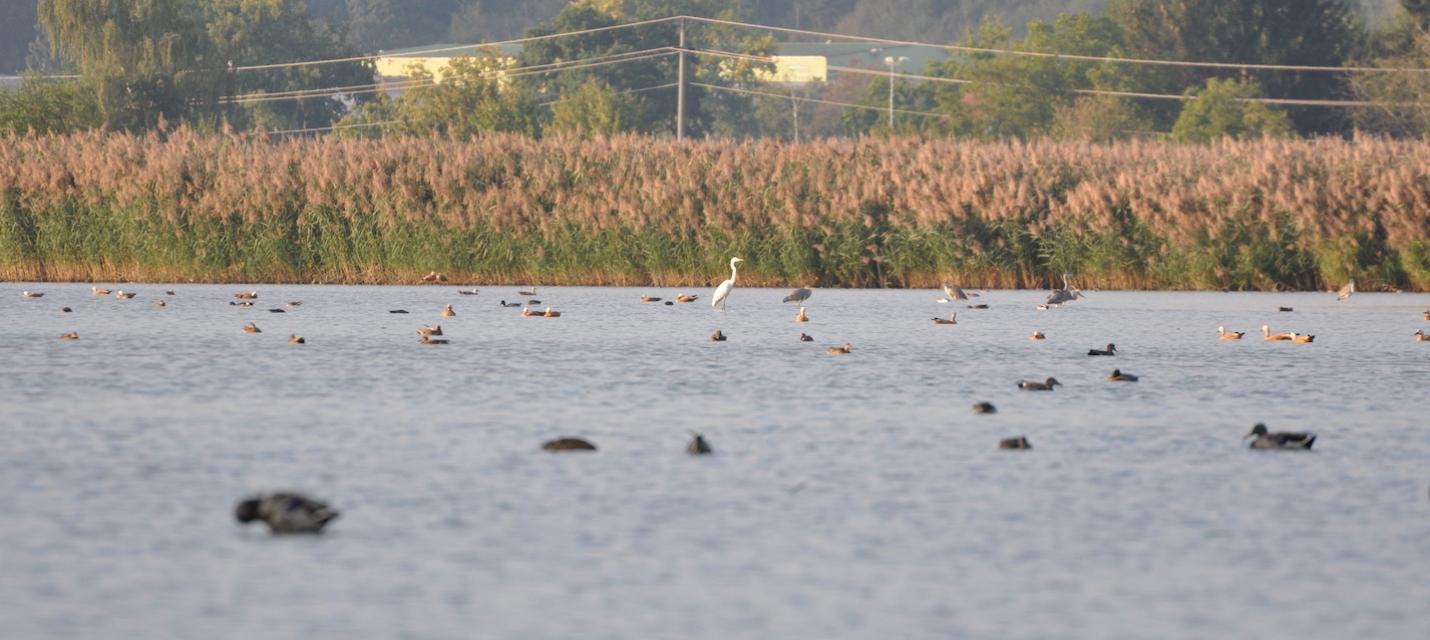 Vögel auf dem Stausee