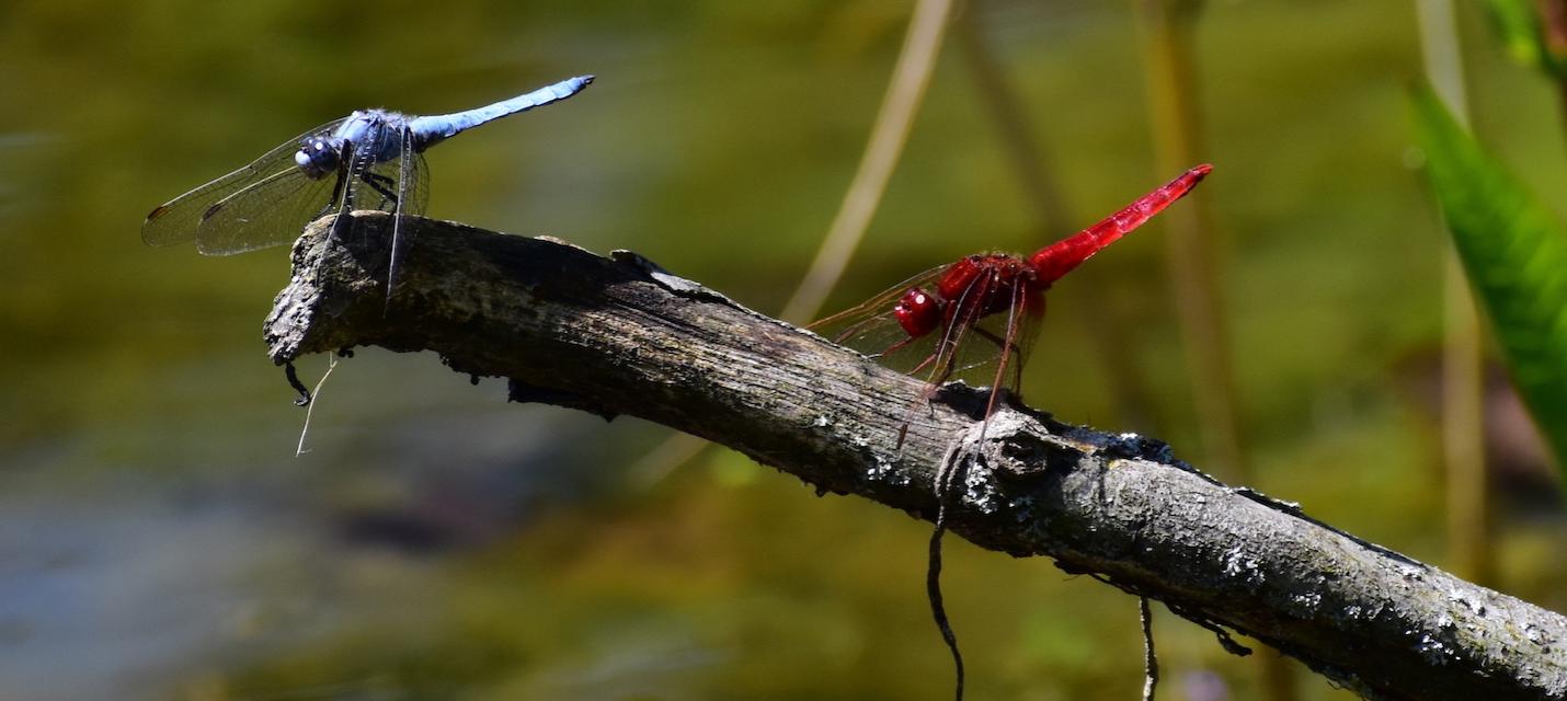 Südlicher Blaupfeil und Feuerlibelle