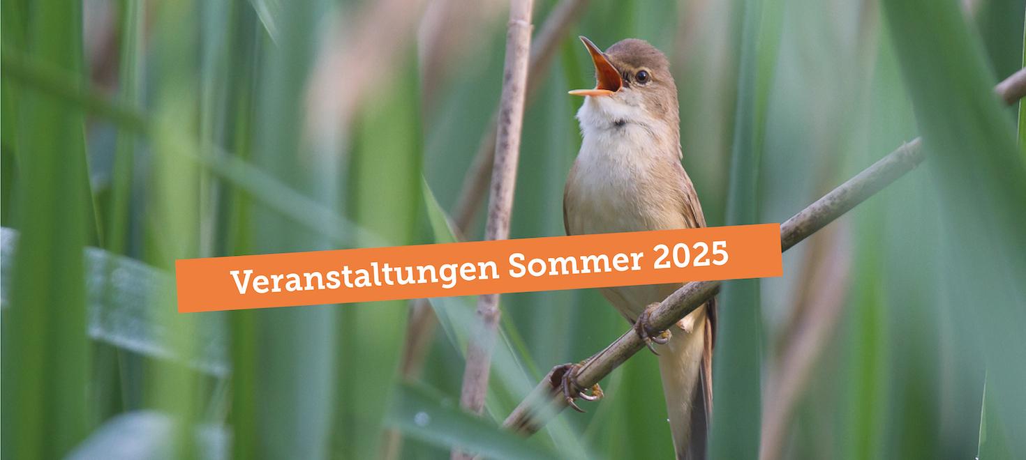 Veranstaltungen Sommer 2025