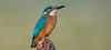 Eisvogel
