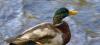 Stockente