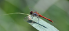 Blutrote Heidelibelle auf Blatt